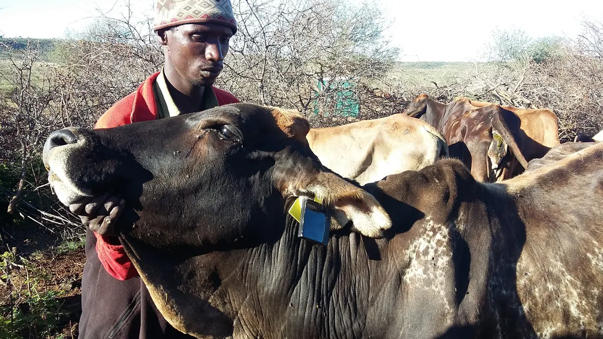 Electronic Animal Tracing Uganda