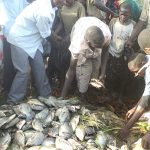 Immature fish Uganda