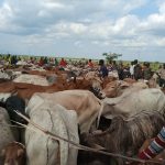 Karimojong attending to their livestock in Napak (photo by Steven Ariong)