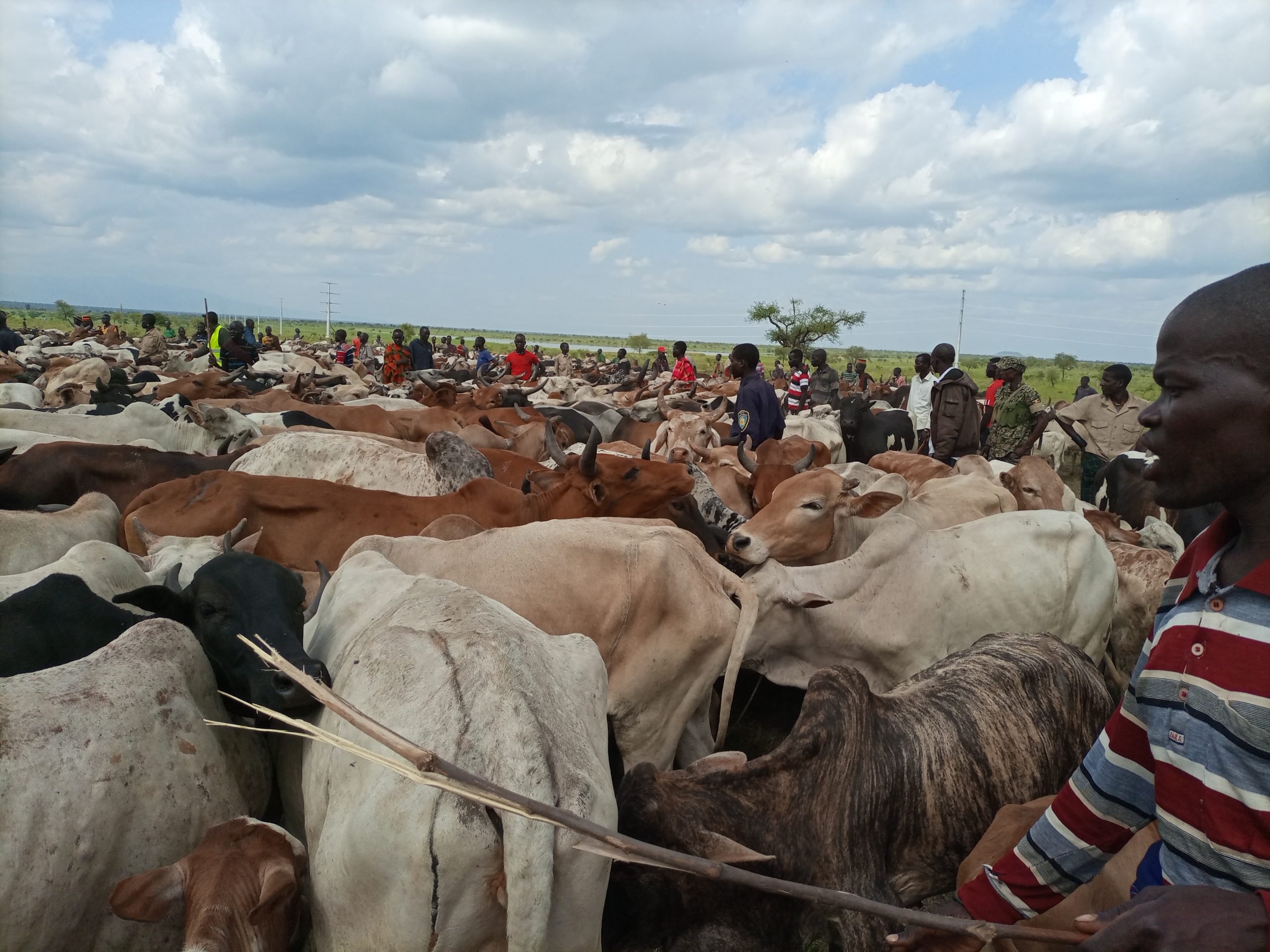Karimojong attending to their livestock in Napak (photo by Steven Ariong)