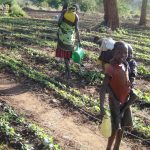 Karimojong girls watering their green vegetables using water from Areceke water dam in Napak district (photo by Steven Ariong)