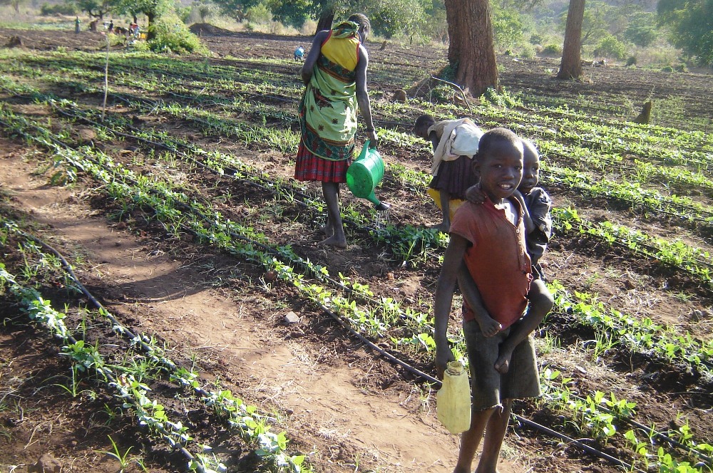 Karimojong girls watering their green vegetables using water from Areceke water dam in Napak district (photo by Steven Ariong)