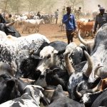 Karimojong pastoralists watering their livestock in Kotido last month (photo by Steven Ariong)