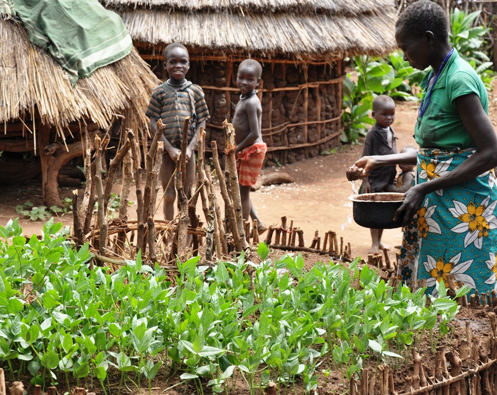 Karimojong woman watering her ktichen garden in Losiaket village in Iriiri Sub County in Napak district (photo by Steven Ariong)