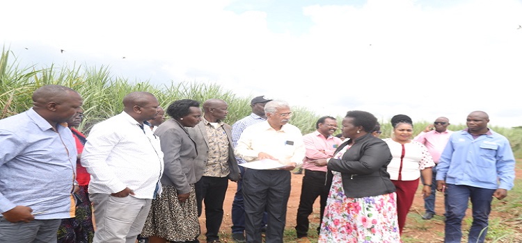 MPs tour Mehta II sugarcane plantation in Kayunga district
