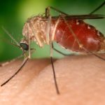 Uganda Adopts Herbal Larvicide to Fight Malaria