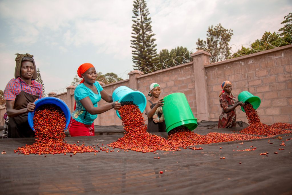 Uganda's Coffee Night