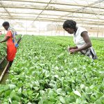 Uganda's Green Economy