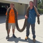 florida gator hunters capture invasive 12 foot burmese python