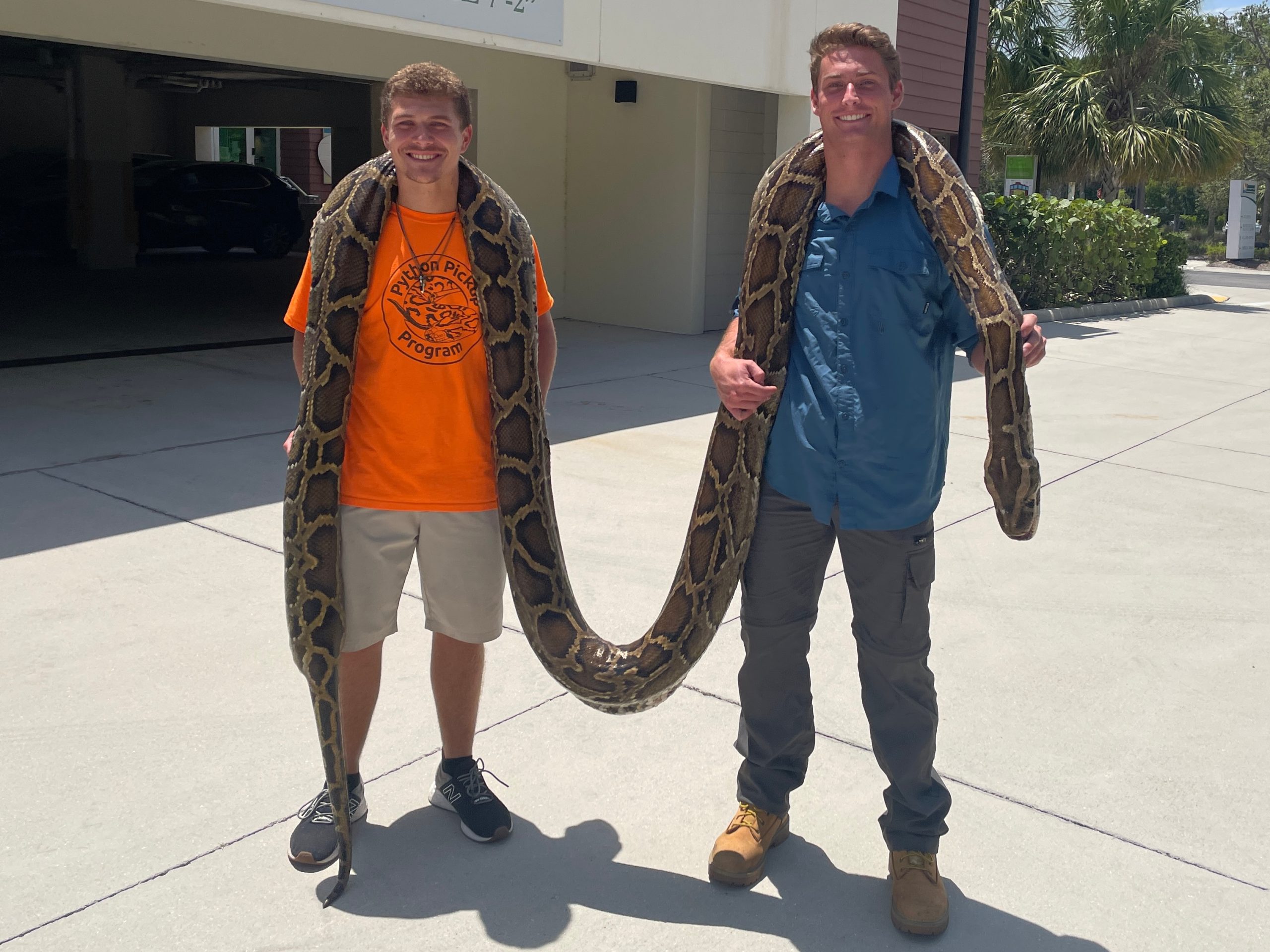 florida gator hunters capture invasive 12 foot burmese python