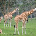 giraffe numbers quadruple in lake mburo national park