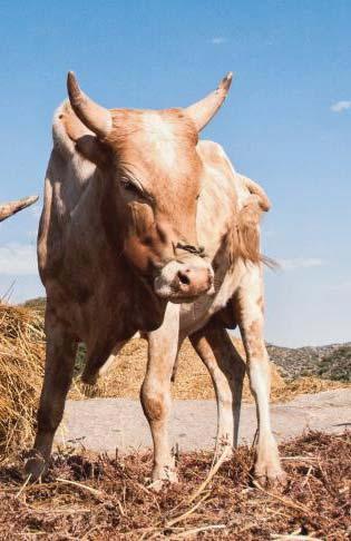 pdm cash fuels livestock investment in rural communities