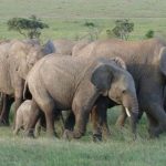 stray elephants cause havoc in kitgum