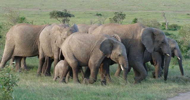 stray elephants cause havoc in kitgum