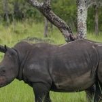 uganda wildlife authority plans rhino reintroduction to ajai wildlife reserve in 2025