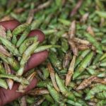 unbs issues warning to nsenene dealers regarding compliance with edible insect standards