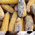 unripe maize trade heightens aflatoxin crisis in uganda