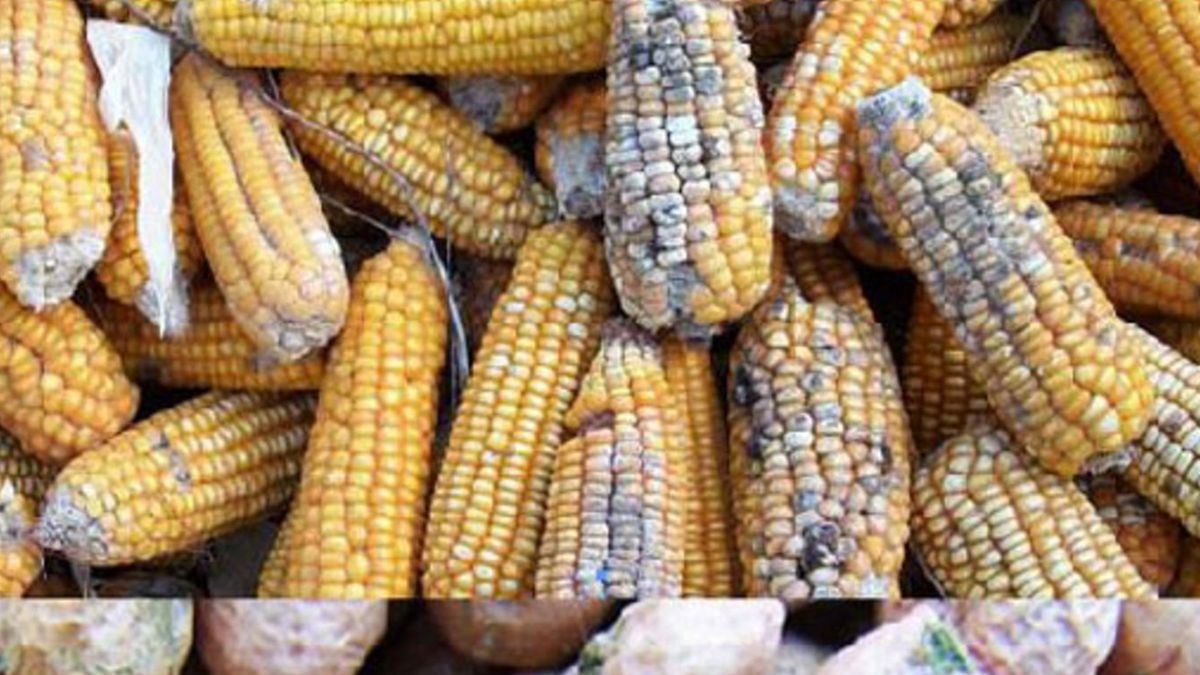unripe maize trade heightens aflatoxin crisis in uganda
