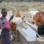 Karimojong children looking at their healthy animal drinking clean water from the animal water trap which gets from Areceke dam in Napak district (photo by Steven Ariong)