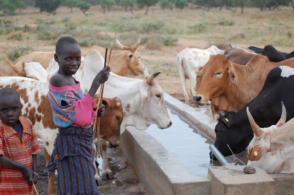 Karimojong children looking at their healthy animal drinking clean water from the animal water trap which gets from Areceke dam in Napak district (photo by Steven Ariong)