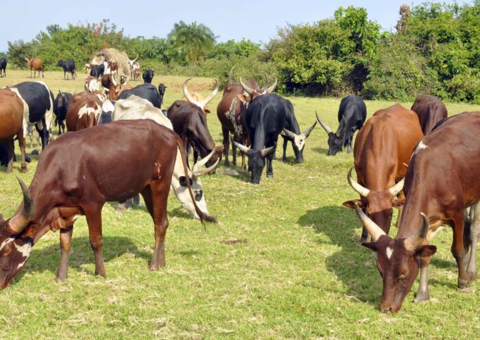 kyotera anthrax outbreak witchdoctor suspected of diverting patients