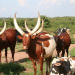 livestock thefts raise concerns among masindi farmers