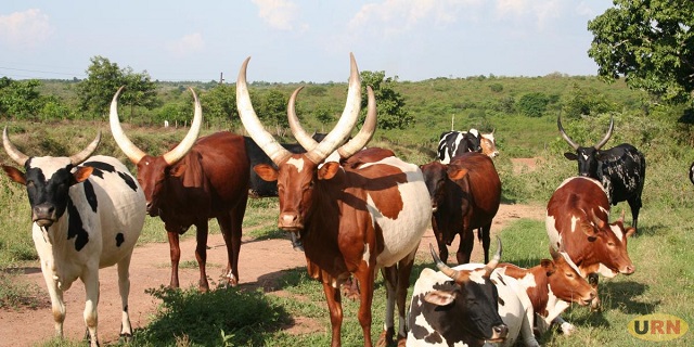 livestock thefts raise concerns among masindi farmers