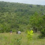 masaka businessman loses supreme court appeal over forest reserve land