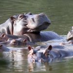 rising hippo attacks in kalangala prompt safety concerns