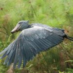 ugandas bid to soar as a premier birding destination
