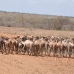 A turkana child driving back the camels to their settlement after watering them in Kobebe dam in Moroto last week (photo by Steven Ariong)
