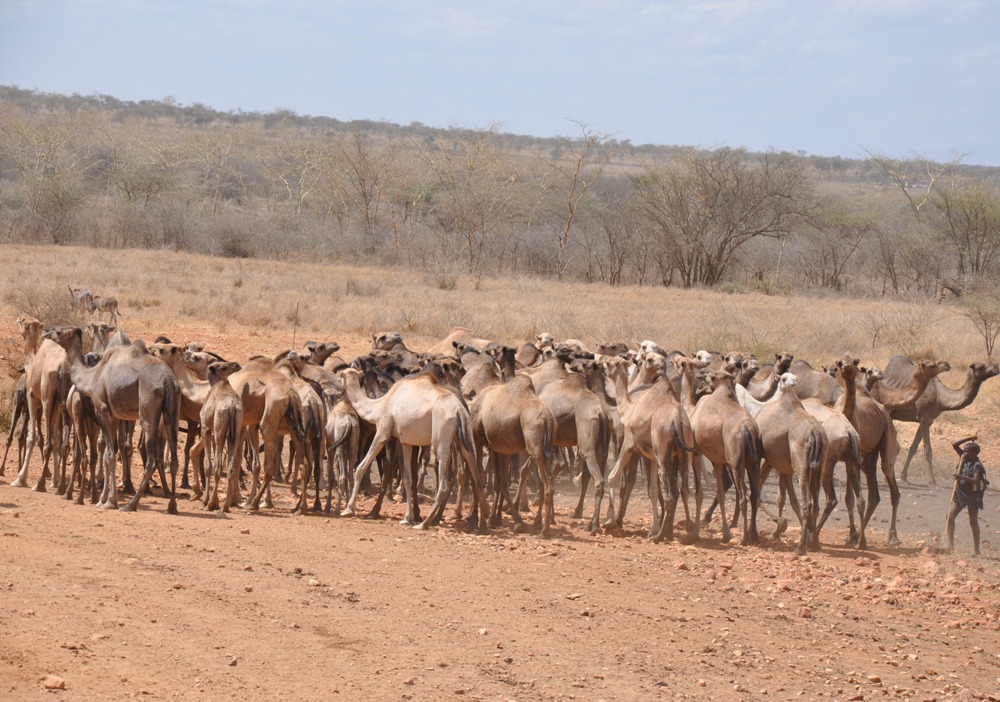 A turkana child driving back the camels to their settlement after watering them in Kobebe dam in Moroto last week (photo by Steven Ariong)