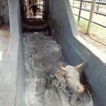 Cattle Dip File