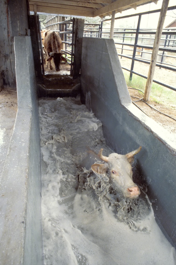 Cattle Dip File