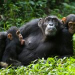 Chimpanzee Uganda