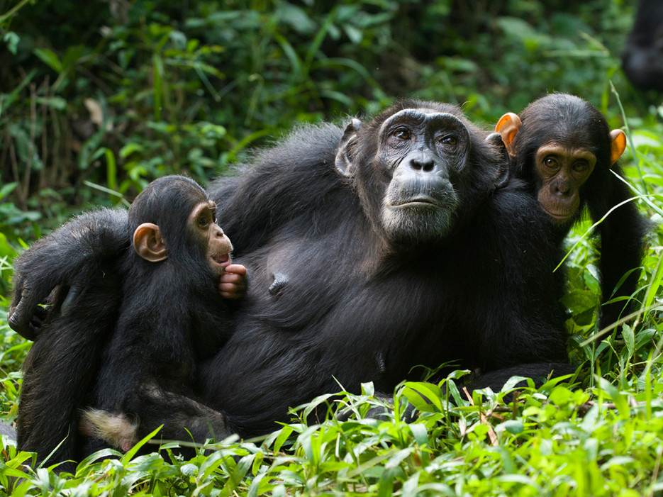 Chimpanzee Uganda