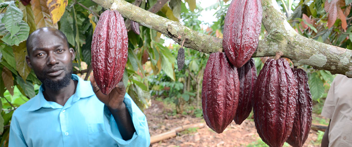 Cocoa – National Agricultural Advisory Services