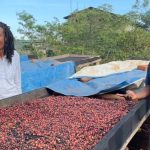 Coffee Farm Uganda