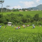 Igara Growers Tea Factory Buhweju