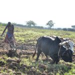 Karimojong girl ploughing with oxploughs in Kotido last week (photo by Steven Ariong)