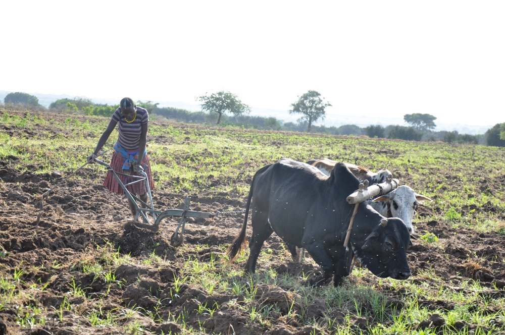 Karimojong girl ploughing with oxploughs in Kotido last week (photo by Steven Ariong)