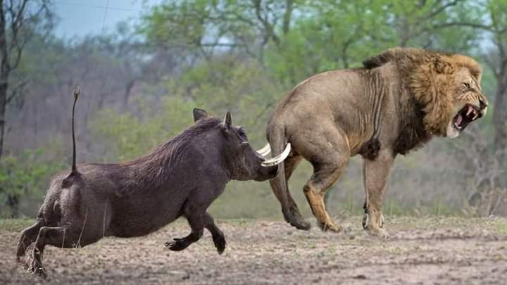 Lions Uganda - Government Seeks 10 Billion Shillings for Lion Breeding Programme