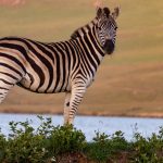 a safari oasis exploring ugandas diverse wildlife