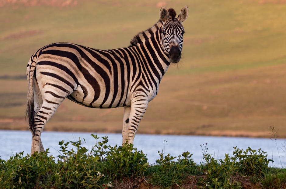 a safari oasis exploring ugandas diverse wildlife