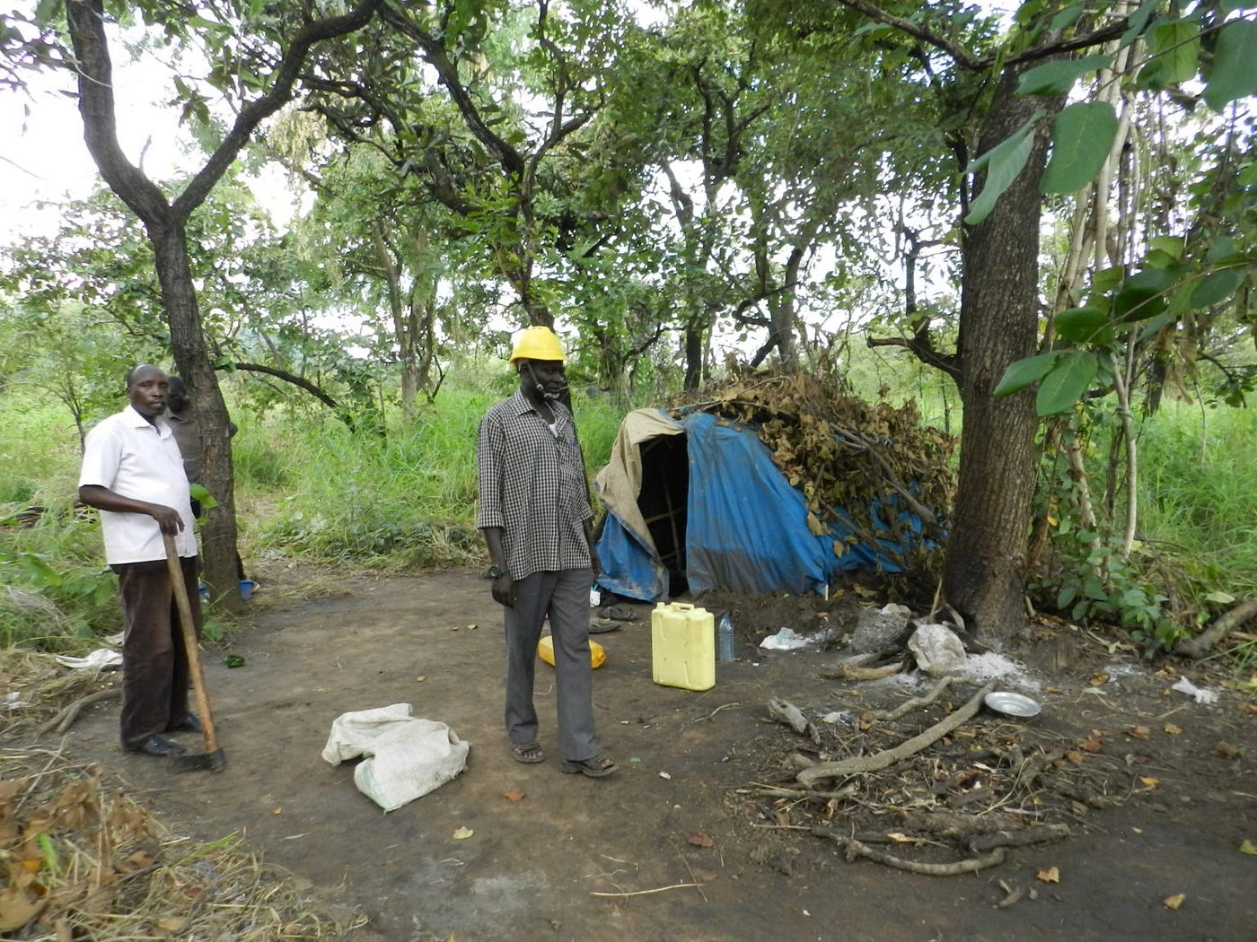 agago district loses 20000 shea trees in five months despite conservation efforts