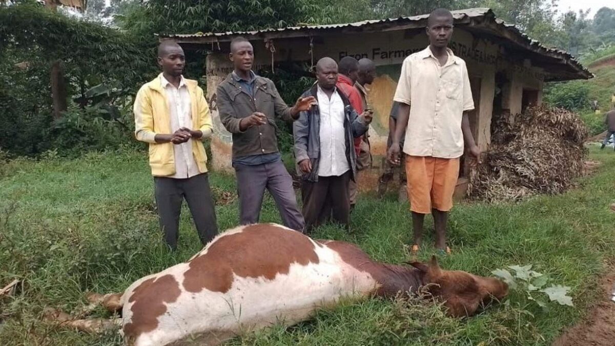 anthrax outbreak sparks quarantine measures in kazo district