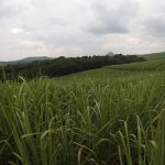 busogas sugar industry faces closure
