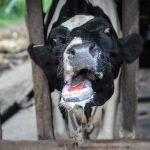 clinical sign foot mouth disease