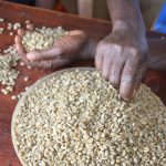 coffee prices soar in ibanda district