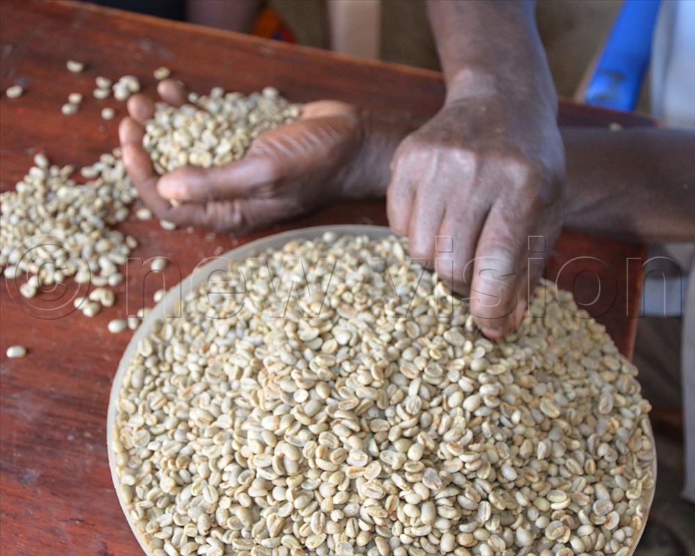 coffee prices soar in ibanda district